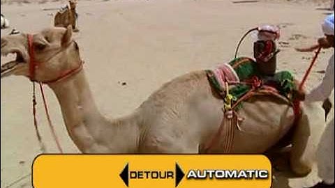 Camel Whipping Robot
