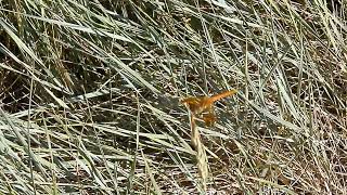 Cherry-faced Meadowhawk Dragonfly (Sympetrum internum) in Cottonwood Park, Lethbridge, Alberta.
