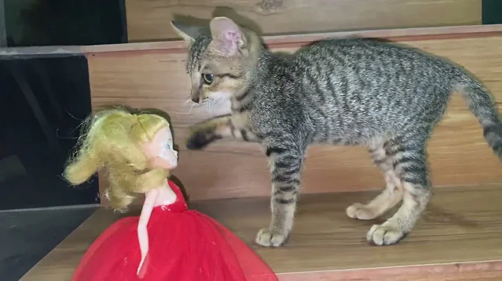 Watch the video about Cute and smart kitten🐈❤️#catlover #kitten #animals #catmeow