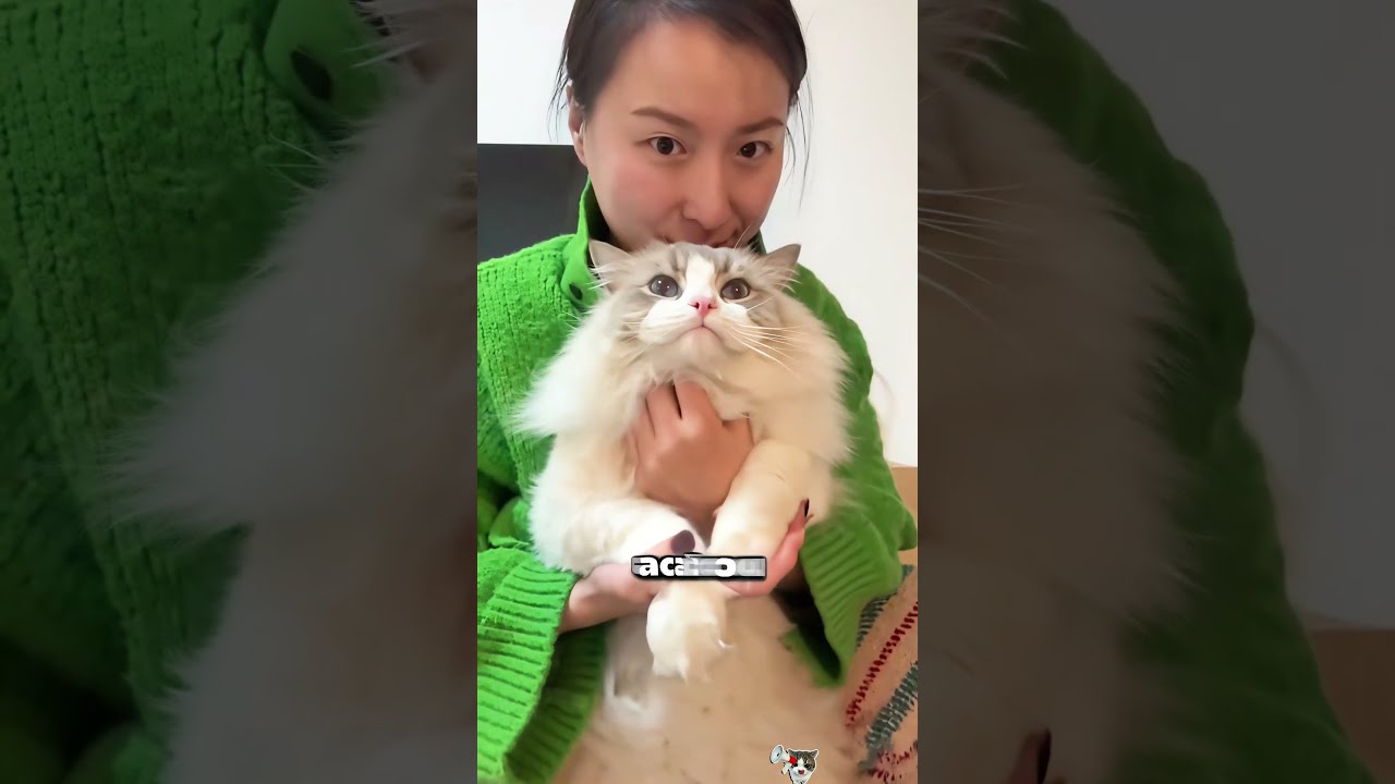 Ela forjou as provas do crime só para agarrar o gato! 🐾😱