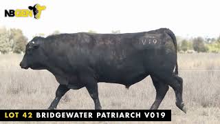 LOT 42: BRIDGEWATER PATRIARCH V019