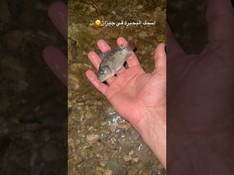 اسمك البحيرة في جيزان