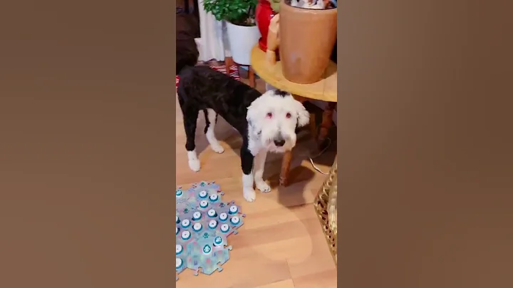 Crisis inbound #existentialcrisis #bunnythedog #talkingdog #fyp #doggyanthem #dogsoftiktok