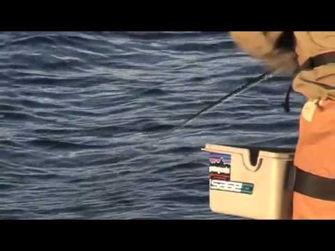 Video: Hur Man Lagar Utsökt Havsabborre