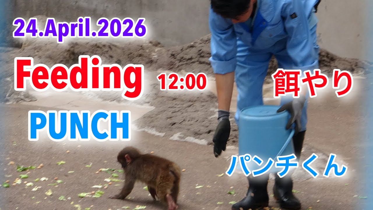 24.April.2026 Feeding Punch 12:00 パンチくん 餌やり #がんばれ