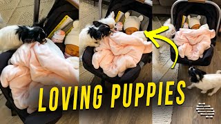 Loving Puppies Trying to Say Hi to a Sleeping Baby