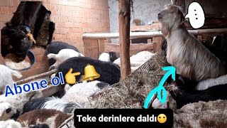 Sepken Yağıyo Bugün Içerdeyiz Katırın Keyfi Yerinde.