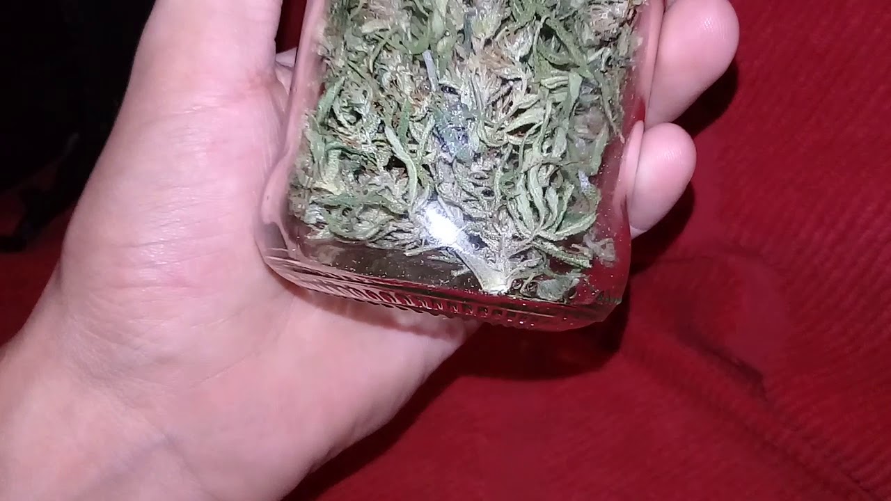 Cosecha marihuana