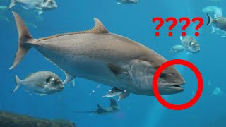 Do fish have a sense of smell? Can fish detect scents? Fish and smelling abilities