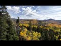 Fall Trees Colorado