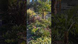 New Palm to replace rotten Yuccas! 🌴👍 #palms