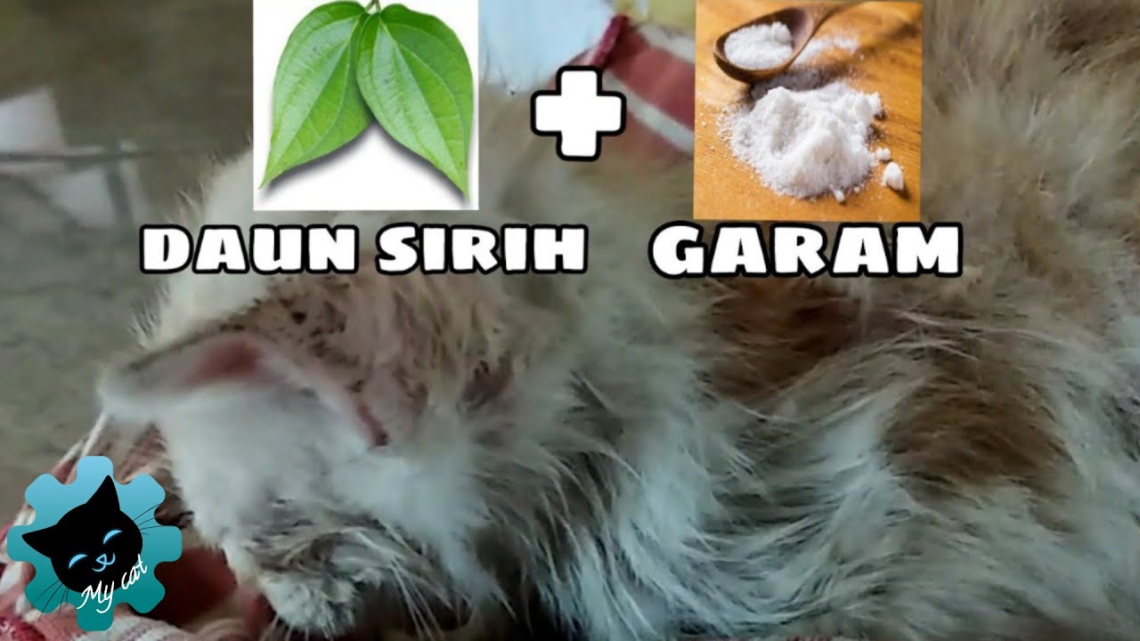 CARA MENGOBATI JAMUR | SCABIES | KUTU | KETOMBE | Pada anak kucing