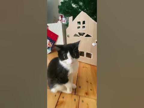 Чипи чипи чапа чапа #cat #котенок #кошка #кот #чипичипичапачапа - YouTube