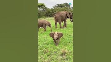 ek Mota hathi#hathi#cutebaby #ekmotahathighumechala