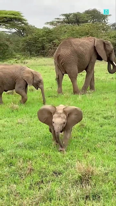 ek Mota hathi#hathi#cutebaby #ekmotahathighumechala