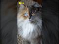 🐱🐈Cute Cats 1️⃣0️⃣ #cat #cats #kitten #kittens #meow