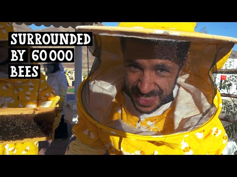 Hatta Honey Bee Garden Dubai / this proved how little we know about bees