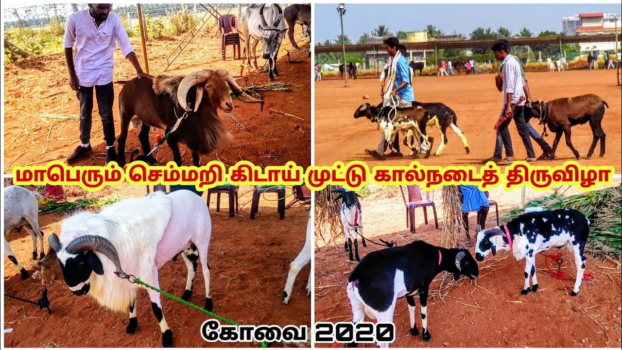 மாபெரும் செம்மறி கிடா  முட்டு கால்நடைத் திருவிழா - கோவை 2020 / Huge sheep Exhibition covai
