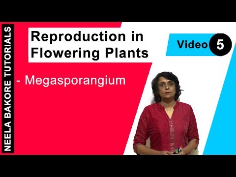 Vídeo: Què és el megasporangium a la planta?