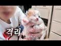 고름 범벅으로 구조된 아기 고양이 🥹