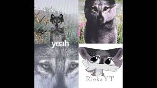 So.. your me? #wolves #edit #wolfquest #cute