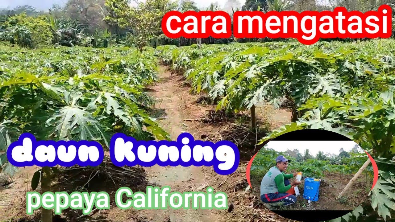 CARA MENGATASI DAUN KUNING PADA PEPAYA CALIFORNIA