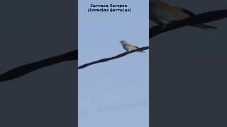 Carraca Europea (Coracias Garrulus) 🐦🏞️Os gusta?#curiosidades #forestry #naturaleza #vida #wildlife