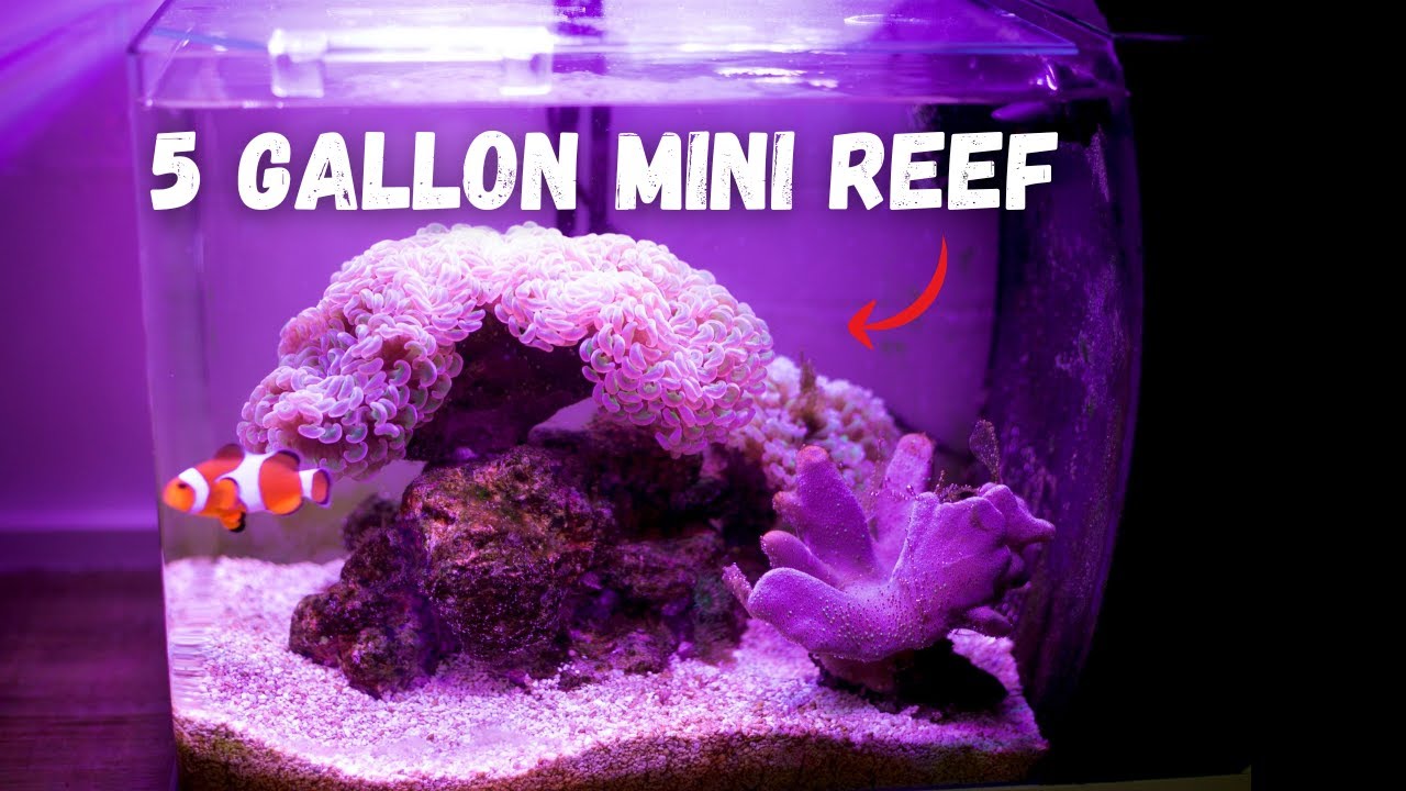 Novice to completely Matured Reef Tank in 6 Months!!!