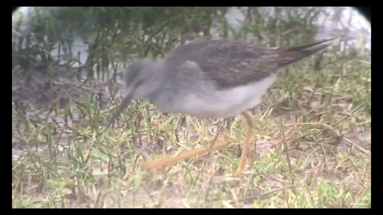 Lesser Yellowlegs, Frampton Marsh RSPB, Lincolnshire, 11/12/23