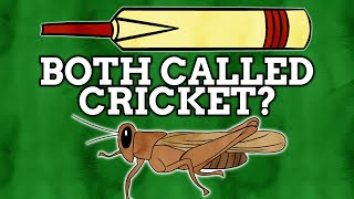 Why Is Cricket The Name Of A Sport Bug?