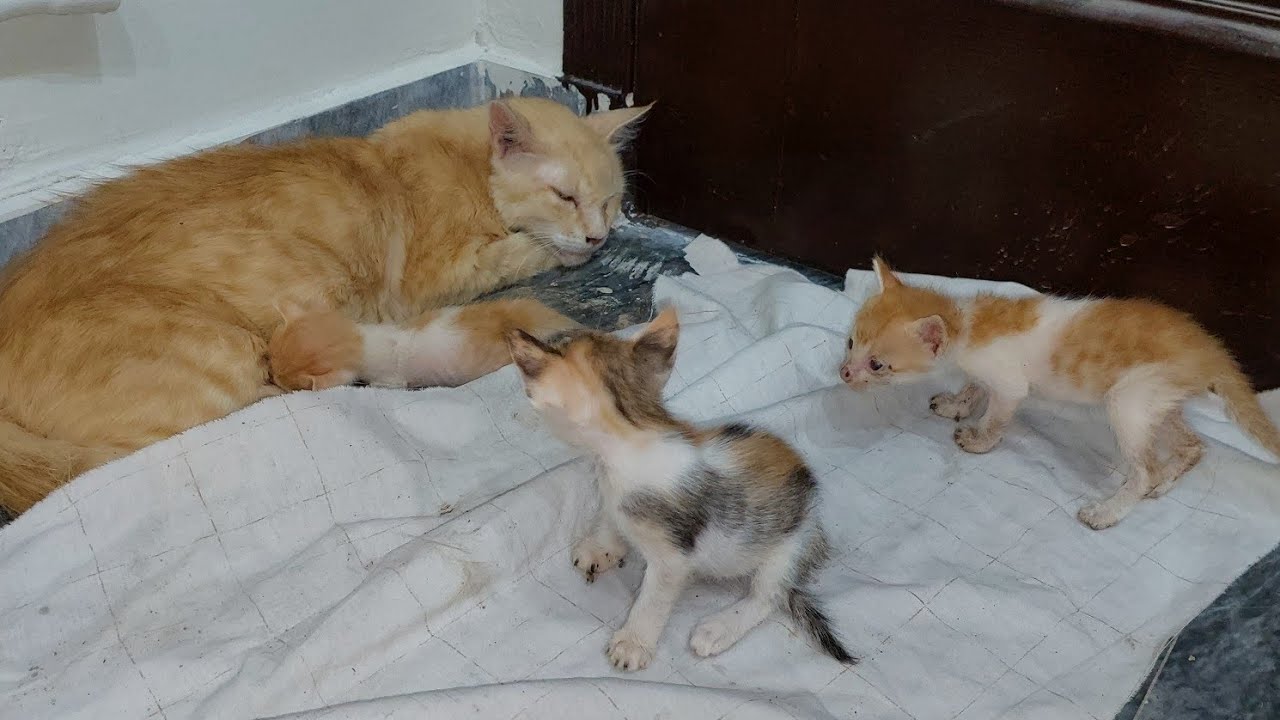 Heart-Melting Kitten’s Last Day Before Adoption | Emotional Rescue Story