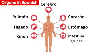 Internal Organs of the Human Body in Spanish.Body parts in spanish.