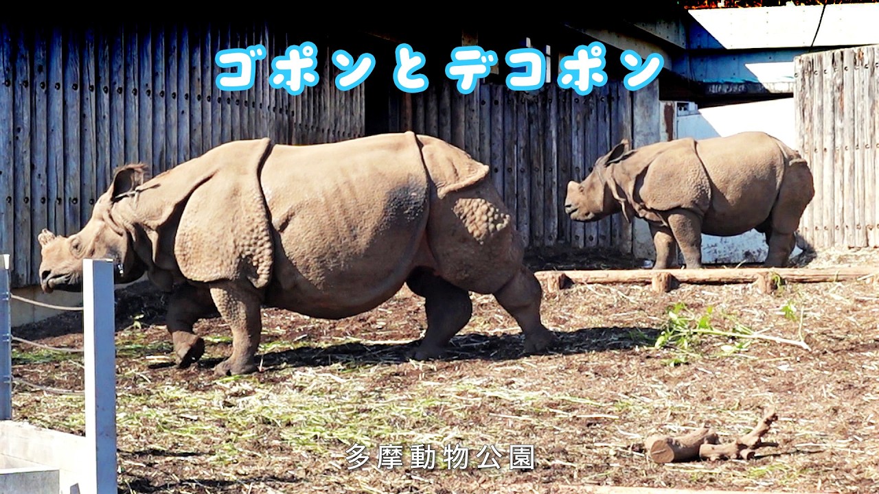 多摩動物園のインドサイ、ゴポン＆デコポンのごはんタイム Indian rhinoceros