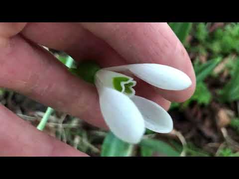 Several people have asked about snowdrop seeds I planted 2/3 years ago