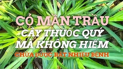 CỎ MẦN TRẦU, CÂY THUỐC QUÝ MÀ KHÔNG HIẾM, CHỮA ĐƯỢC RẤT NHIỀU BỆNH