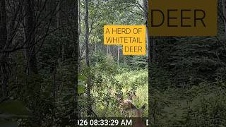 A Herd of Whitetail Deer Captured on Trail Camera @DCOutdoors