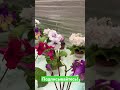 Стрептокарпусы нашей селекции #стрептокарпусы