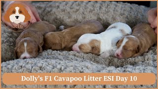 Dolly's F1 Cavapoo Litter ESI Day 10 by Cavapoos 3:16 194 views 1 month ago 3 minutes, 27 seconds