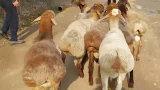 Bishkek Edilbays Tozza Zotidan Tel 998999787474