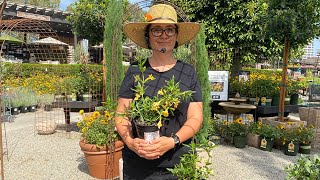 How to Successfully Grow Monkey Flower (A Great Hummingbird Attractor!)