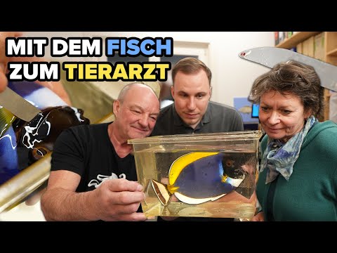 That's why this fish is given anesthesia... by a veterinarian specializing in exotic fish