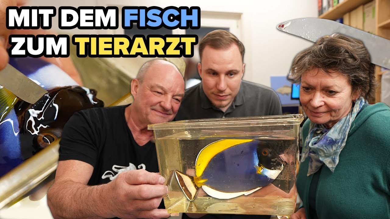 Darum bekommt dieser Fisch eine Betäubung.. beim Fachtierarzt für exotische Fische