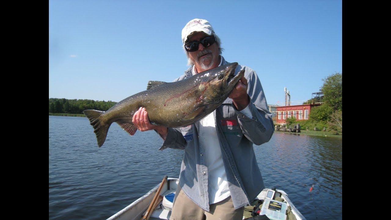 Thunder Bay Ontario Chinook Salmon Fishing King of the Kaministiquia