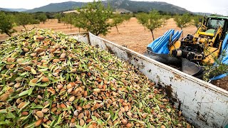 How Modern Technology Cultivates and Harvests Almonds | Almond Nut Packing Factory