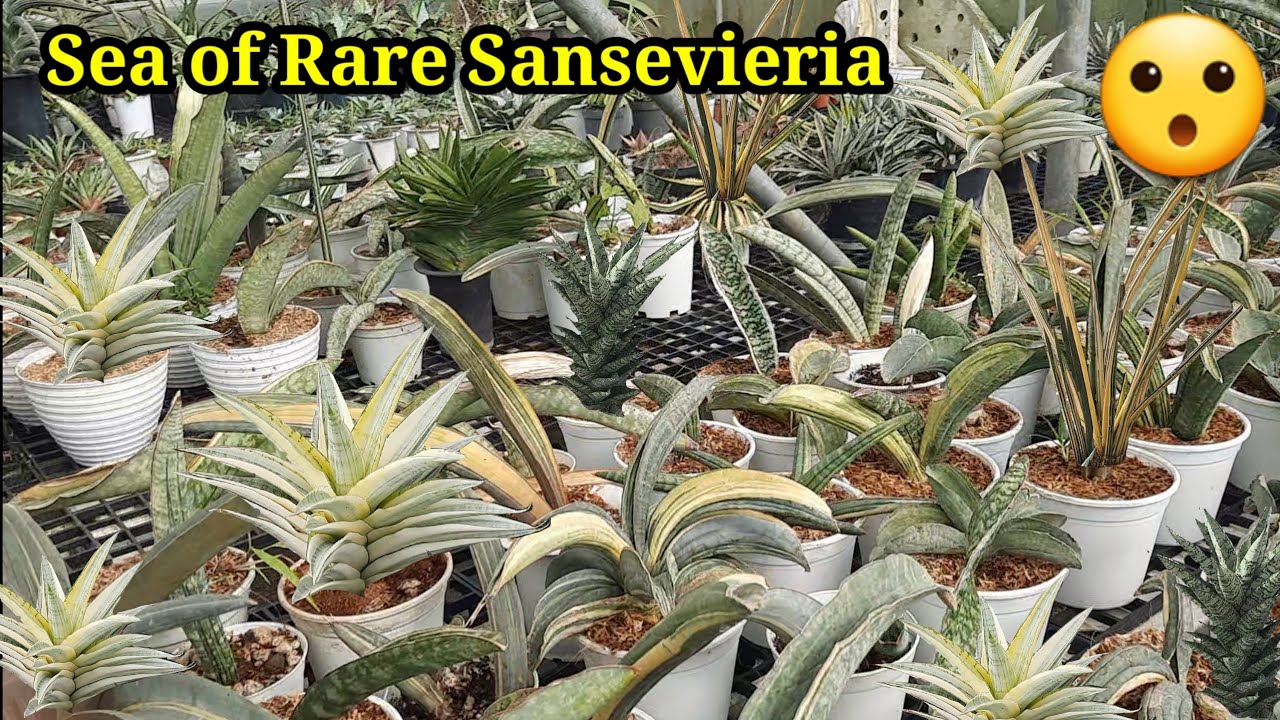 Rarest and Most Expensive Sansevieria Collection in the World?