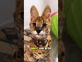 Kucing Rasa Cheetah, Ini Savannah!