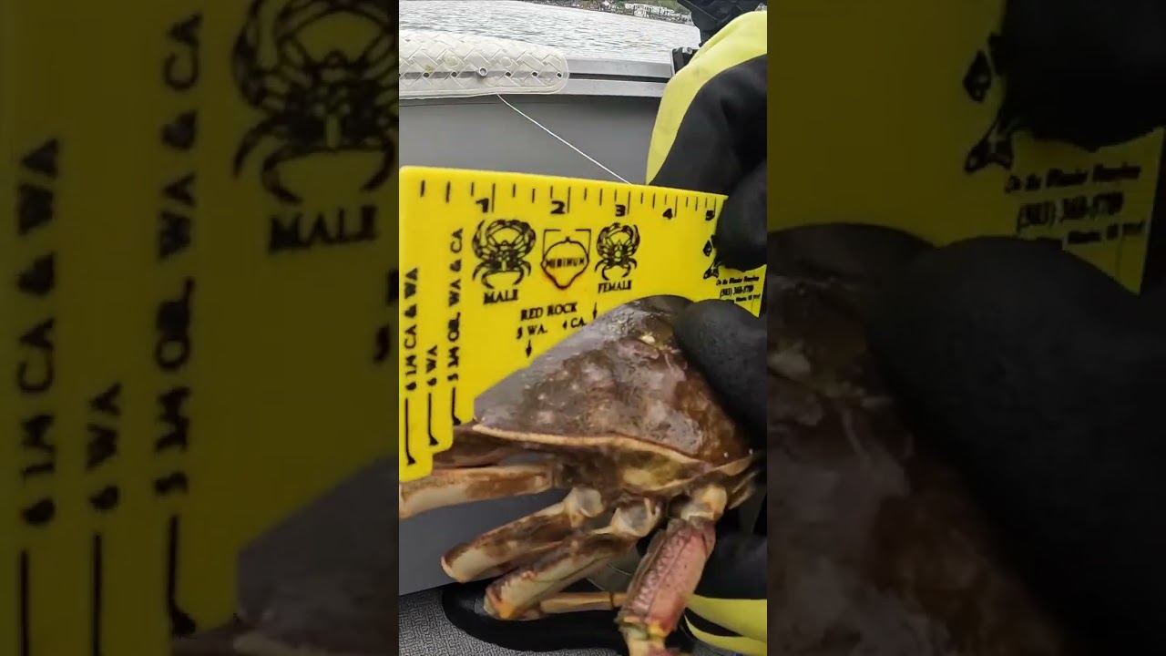 Measuring Crabs A Waste of Time?