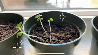 How To Grow Plants From Seeds English