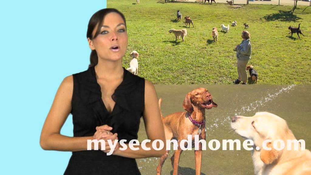 My Second Home Pet Resort About Us Youtube