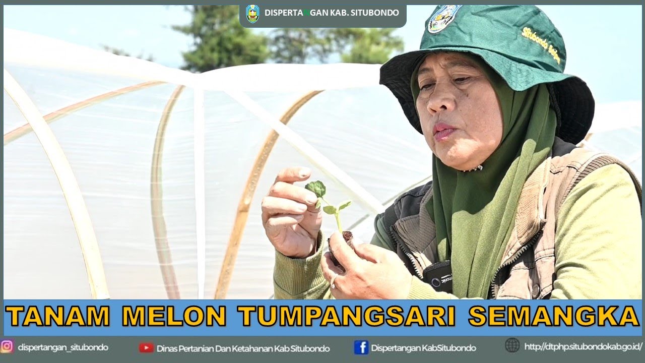 PENANAMAN MELON TUMPANGSARI SEMANGKA